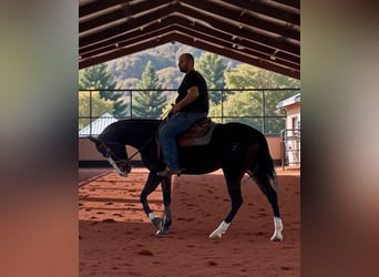 American Quarter Horse, Mare, 5 years, 15,2 hh, Bay-Dark