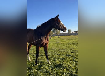 American Quarter Horse, Mare, 5 years, 15,2 hh, Bay-Dark