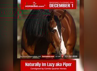 American Quarter Horse, Mare, 5 years, 15,2 hh, Bay