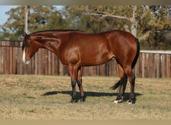 American Quarter Horse, Mare, 5 years, 15,2 hh, Bay