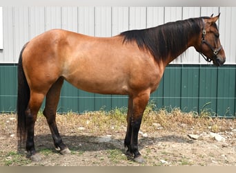 American Quarter Horse, Mare, 5 years, 15,2 hh, Dun
