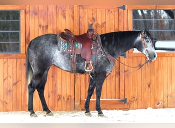 American Quarter Horse, Mare, 5 years, 15,2 hh, Gray