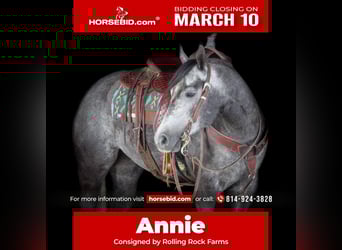 American Quarter Horse, Mare, 5 years, 15,2 hh, Gray