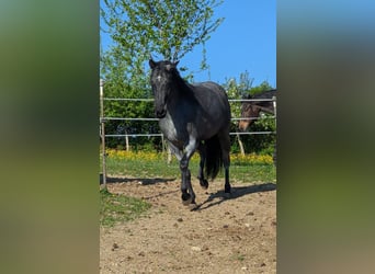 American Quarter Horse, Mare, 5 years, 15,2 hh, Roan-Blue