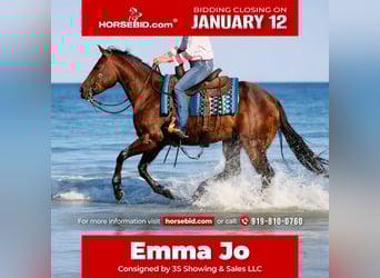 American Quarter Horse, Mare, 5 years, 15,3 hh, Bay