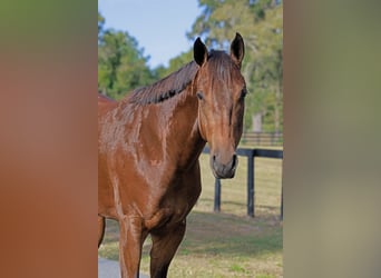 American Quarter Horse, Mare, 5 years, 15,3 hh, Bay