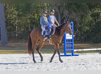 American Quarter Horse, Mare, 5 years, 15,3 hh, Bay