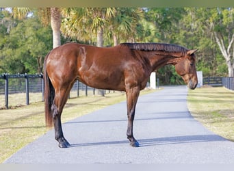 American Quarter Horse, Mare, 5 years, 15,3 hh, Bay