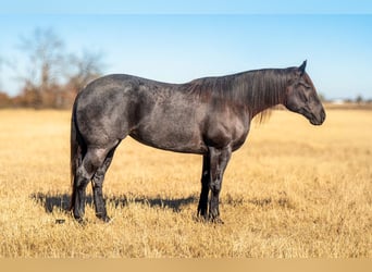 American Quarter Horse, Mare, 5 years, 15,3 hh, Roan-Blue