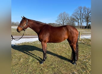 American Quarter Horse, Mare, 5 years, 16.1 hh, Brown-Light
