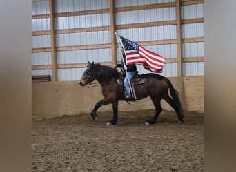 American Quarter Horse Mix, Mare, 5 years, 16.1 hh, Roan-Bay