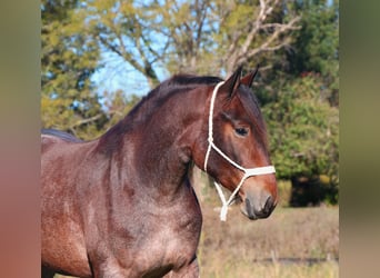 American Quarter Horse Mix, Mare, 5 years, 16.1 hh, Roan-Bay