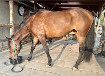 American Quarter Horse, Mare, 5 years, 16 hh, Brown