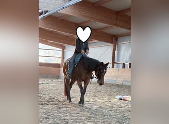 American Quarter Horse, Mare, 5 years, 16 hh, Brown