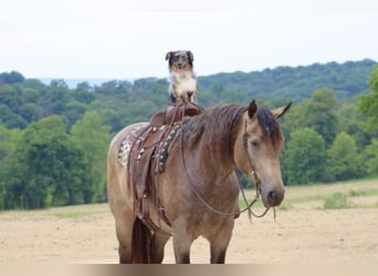 American Quarter Horse Mix, Mare, 5 years, 16 hh, Buckskin