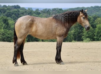 American Quarter Horse Mix, Mare, 5 years, 16 hh, Buckskin