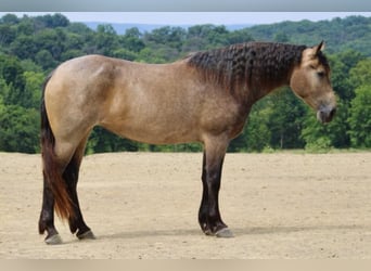 American Quarter Horse Mix, Mare, 5 years, 16 hh, Buckskin