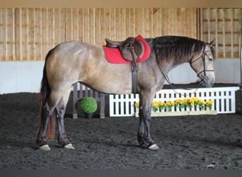 American Quarter Horse Mix, Mare, 5 years, 16 hh, Buckskin