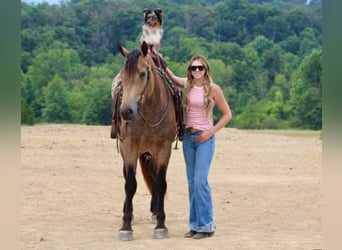 American Quarter Horse Mix, Mare, 5 years, 16 hh, Buckskin