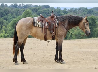 American Quarter Horse Mix, Mare, 5 years, 16 hh, Buckskin