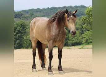 American Quarter Horse Mix, Mare, 5 years, 16 hh, Buckskin