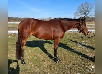 American Quarter Horse, Mare, 5 years, 16,1 hh, Brown-Light