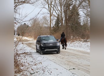 American Quarter Horse Mix, Mare, 5 years, 16,1 hh, Roan-Bay