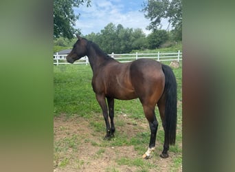 American Quarter Horse, Mare, 5 years, Bay