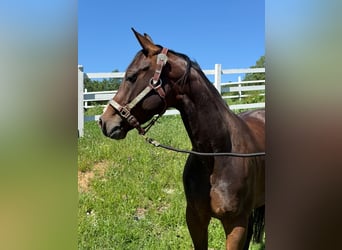 American Quarter Horse, Mare, 5 years, Bay