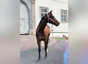 American Quarter Horse, Mare, 5 years, Bay