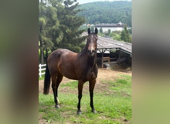 American Quarter Horse, Mare, 5 years, Bay