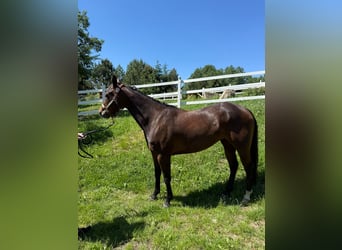 American Quarter Horse, Mare, 5 years, Bay