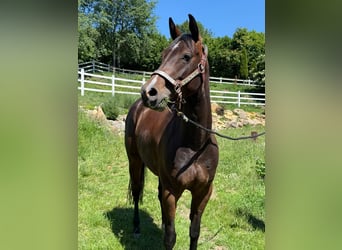 American Quarter Horse, Mare, 5 years, Bay