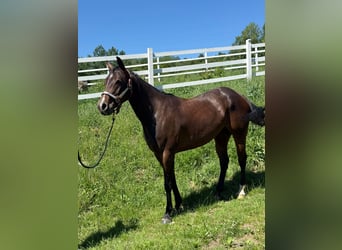 American Quarter Horse, Mare, 5 years, Bay