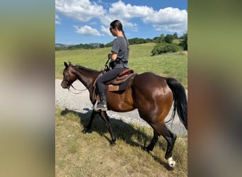 American Quarter Horse, Mare, 5 years, Bay