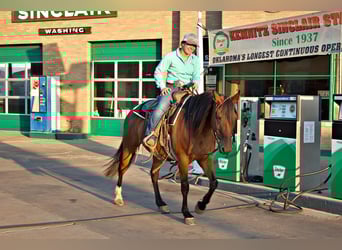 American Quarter Horse, Mare, 5 years, Bay