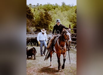 American Quarter Horse, Mare, 5 years, Bay