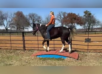 American Quarter Horse, Mare, 5 years, Black