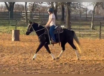 American Quarter Horse, Mare, 5 years, Black