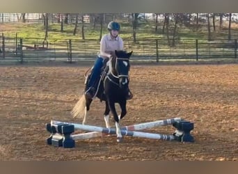 American Quarter Horse, Mare, 5 years, Black