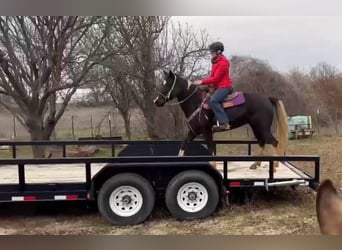 American Quarter Horse, Mare, 5 years, Black