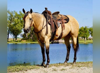 American Quarter Horse, Mare, 5 years, Buckskin