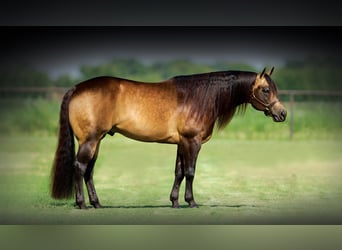American Quarter Horse, Mare, 5 years, Buckskin