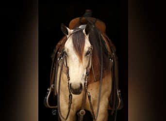 American Quarter Horse, Mare, 5 years, Buckskin