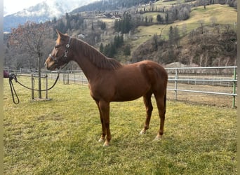 American Quarter Horse, Mare, 5 years, Chestnut-Red