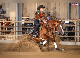 American Quarter Horse, Mare, 5 years, Chestnut