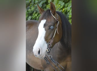 American Quarter Horse, Mare, 5 years, Chestnut