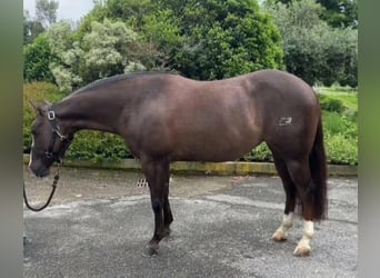 American Quarter Horse, Mare, 5 years, Chestnut