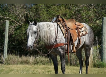 American Quarter Horse, Mare, 5 years, Grey