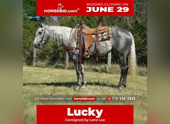 American Quarter Horse, Mare, 5 years, Grey